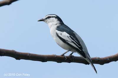 Triller, Pied (male) @ Tabor Hill