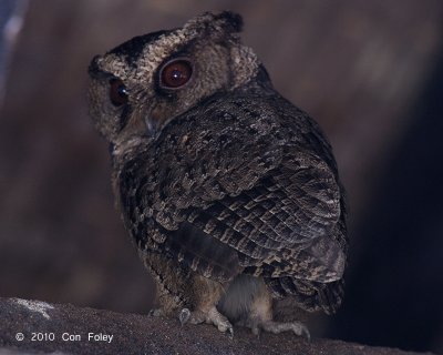Owl, Everett's Scops @ Rajah Sikatuna National Park