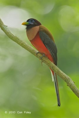 Trogon, Philippine (male) @ Rajah Sikatuna National Park