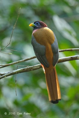 Trogon, Philippine (female) @ Rajah Sikatuna National Park