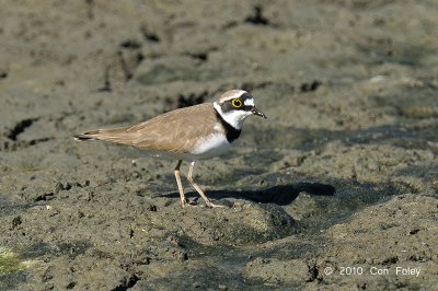 Plover, Little-ringed @ Jugan Fish Ponds