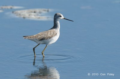 Sandpiper, Marsh @ Jugan Fish Ponds