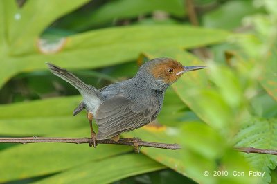 Tailorbird, Ashy (male) @ Botanic Gardens
