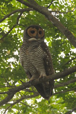 Owl. Spotted Wood (adult) @ Botanic Gardens