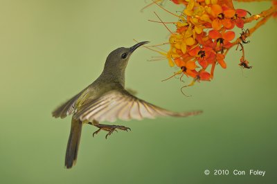 Sunbird, Crimson (female) @ Lower Peirce