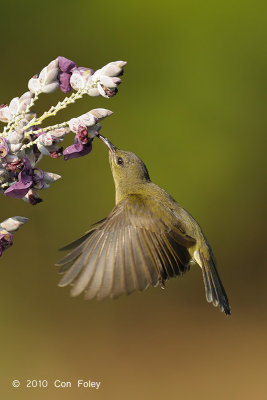 Sunbird, Crimson (female) @ MOG