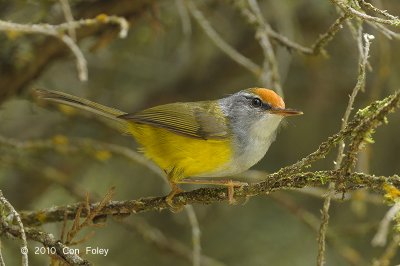 Tailorbird, Mountain