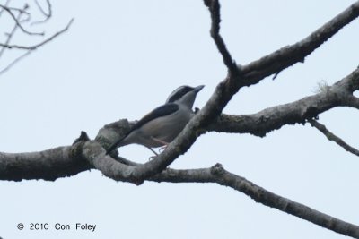 Shrike-Babbler, White-browed (male) @ Telecom Loop