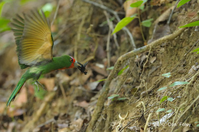 Bee-eater, Red-bearded (female)