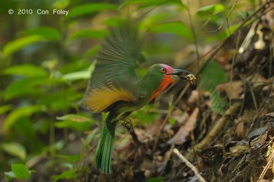 Bee-eater, Red-bearded (male)