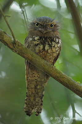 Frogmouth, Blyth's (male)