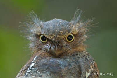 Frogmouth, Blyth's (male)