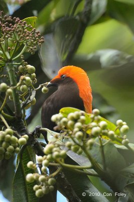 Satinbird, Crested (male) @ Kumul Lodge