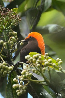 Satinbird, Crested