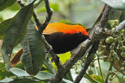 Satinbird, Crested (male) @ Kumul Lodge