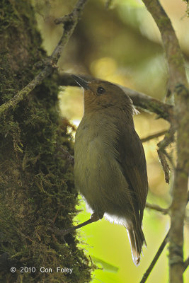 Scrub-wren, Large @ Kumul Lodge