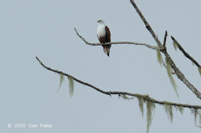 Kite, Brahminy  @ Virirata National Park