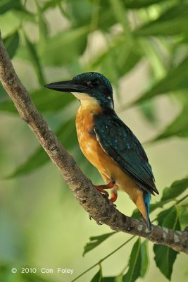 Kingfisher, Common (male) @ Pacific Adventist Universary