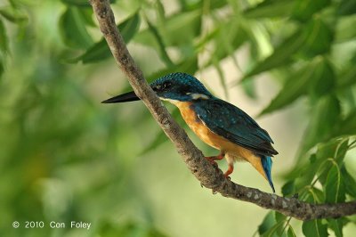 Kingfisher, Common (male) @ Pacific Adventist Universary