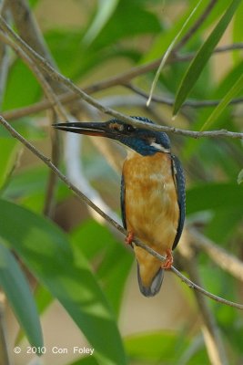 Kingfisher, Common (female) @ Pacific Adventist Universary