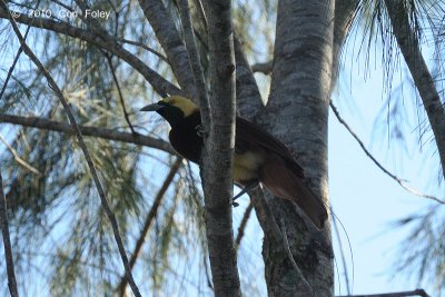 Bird-of-paradise, Lesser (female) @ Kama