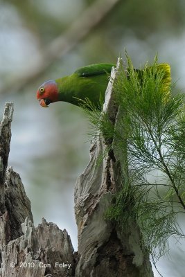 Parrot, Red-cheeked (male) @ Virirata National Park