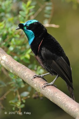 Astrapia, Ribbon-tailed (imm male) @ Kumul Lodge