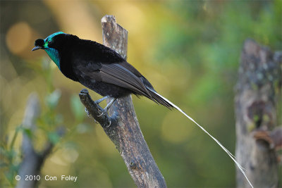 Astrapia, Ribbon-tailed (male) @ Kumul Lodge