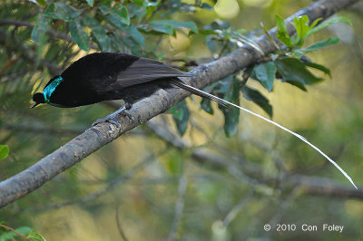 Astrapia, Ribbon-tailed (male) @ Kumul Lodge