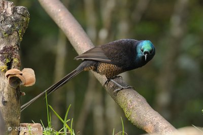 Astrapia, Ribbon-tailed (female) @ Kumul Lodge