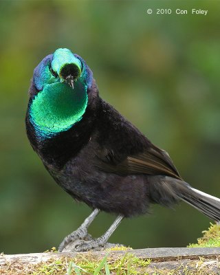 Astrapia, Ribbon-tailed (male) @ Kumul Lodge