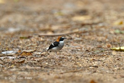 Forktail, Chestnut-naped (male)