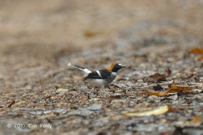 Forktail, Chestnut-naped (male)