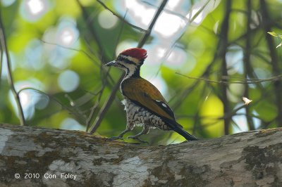 Flameback, Common (male)