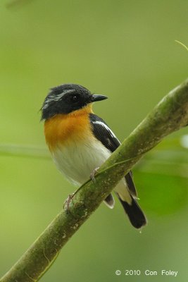 Flycatcher, Rufous-chested (male) @ Hulu Langat