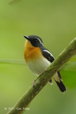 Flycatcher, Rufous-chested (male) @ Hulu Langat