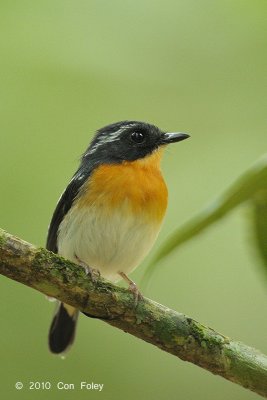 Flycatcher, Rufous-chested (male) @ Hulu Langat