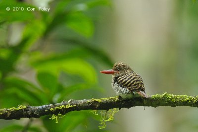 Kingfisher, Banded (female) @ Hulu Langat