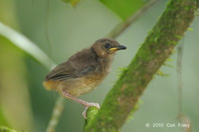 Babbler, Horsfield's (juv) @ Hulu Langat