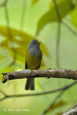 Flycatcher, Grey-headed Canary @ Hulu Langat