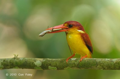 Kingfisher, Oriental Dwarf @ Hulu Langat