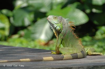 Iguana (male) @ Sungei Buloh