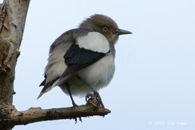 Starling, White-shouldered
