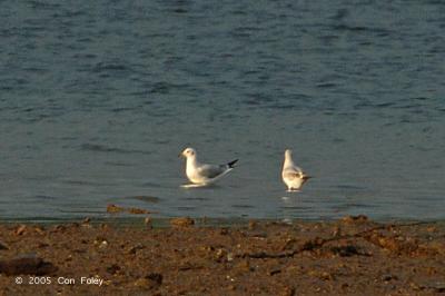 Gull, Black-Headed @ Kranji Mudflats