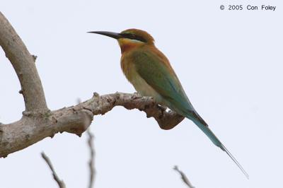 Bee-Eater, Blue-Tailed @ Punggol