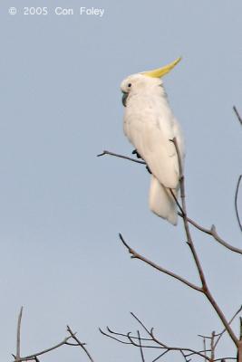 Cockatoo, Yellow Crested @ Loewen Road