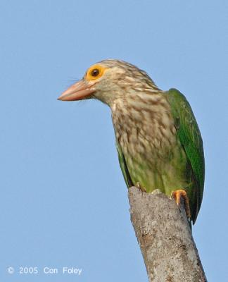 Barbet, Lineated