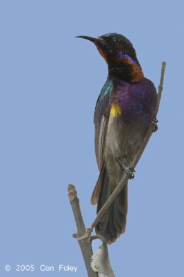 Sunbird, Copper Throated (male) @ Pulau Ubin