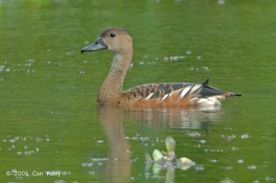 Duck, Wandering Whistling @ Marina South