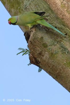 Parakeet, Rose Ringed (male) @ Loewen Road